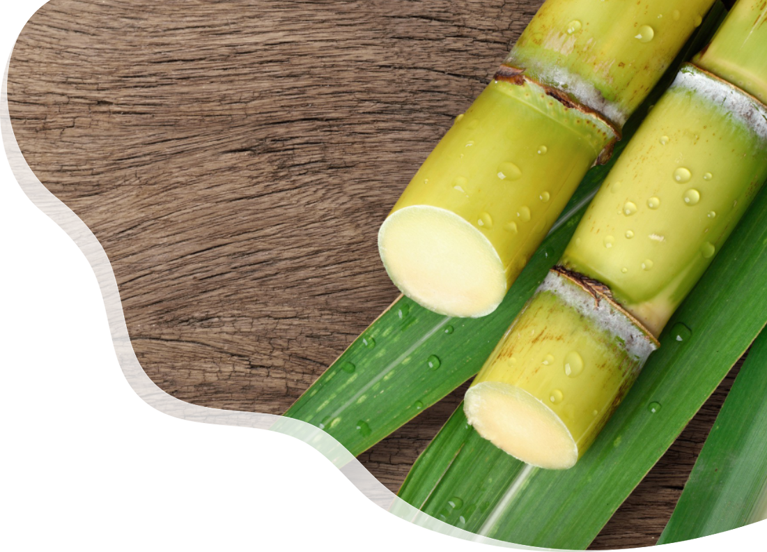 sugar-cane